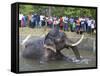 Captive Asiatic Elephant (Elephas Maximus Maximus), Victoria Park, Colombo, Sri Lanka-Peter Barritt-Framed Stretched Canvas