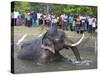 Captive Asiatic Elephant (Elephas Maximus Maximus), Victoria Park, Colombo, Sri Lanka-Peter Barritt-Stretched Canvas