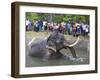 Captive Asiatic Elephant (Elephas Maximus Maximus), Victoria Park, Colombo, Sri Lanka-Peter Barritt-Framed Photographic Print