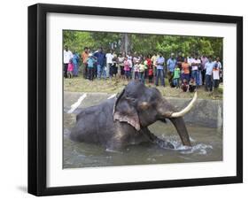 Captive Asiatic Elephant (Elephas Maximus Maximus), Victoria Park, Colombo, Sri Lanka-Peter Barritt-Framed Photographic Print