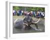 Captive Asiatic Elephant (Elephas Maximus Maximus), Victoria Park, Colombo, Sri Lanka-Peter Barritt-Framed Photographic Print