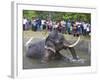 Captive Asiatic Elephant (Elephas Maximus Maximus), Victoria Park, Colombo, Sri Lanka-Peter Barritt-Framed Photographic Print