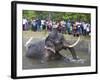 Captive Asiatic Elephant (Elephas Maximus Maximus), Victoria Park, Colombo, Sri Lanka-Peter Barritt-Framed Photographic Print