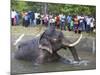 Captive Asiatic Elephant (Elephas Maximus Maximus), Victoria Park, Colombo, Sri Lanka-Peter Barritt-Mounted Photographic Print