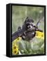 Captive Baby Raccoon, Animals of Montana, Bozeman, Montana, USA-James Hager-Framed Stretched Canvas