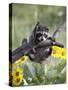 Captive Baby Raccoon, Animals of Montana, Bozeman, Montana, USA-James Hager-Stretched Canvas