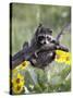 Captive Baby Raccoon, Animals of Montana, Bozeman, Montana, USA-James Hager-Stretched Canvas