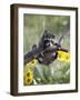 Captive Baby Raccoon, Animals of Montana, Bozeman, Montana, USA-James Hager-Framed Photographic Print