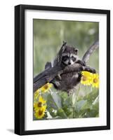 Captive Baby Raccoon, Animals of Montana, Bozeman, Montana, USA-James Hager-Framed Photographic Print