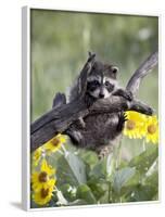 Captive Baby Raccoon, Animals of Montana, Bozeman, Montana, USA-James Hager-Framed Photographic Print