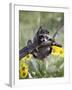 Captive Baby Raccoon, Animals of Montana, Bozeman, Montana, USA-James Hager-Framed Photographic Print