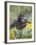 Captive Baby Raccoon, Animals of Montana, Bozeman, Montana, USA-James Hager-Framed Photographic Print