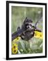 Captive Baby Raccoon, Animals of Montana, Bozeman, Montana, USA-James Hager-Framed Photographic Print