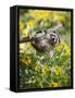 Captive Baby Raccoon Hanging on to a Branch Among Arrowleaf Balsam Root, Bozeman-James Hager-Framed Stretched Canvas