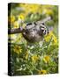 Captive Baby Raccoon Hanging on to a Branch Among Arrowleaf Balsam Root, Bozeman-James Hager-Stretched Canvas