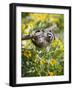 Captive Baby Raccoon Hanging on to a Branch Among Arrowleaf Balsam Root, Bozeman-James Hager-Framed Photographic Print