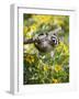 Captive Baby Raccoon Hanging on to a Branch Among Arrowleaf Balsam Root, Bozeman-James Hager-Framed Photographic Print