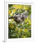 Captive Baby Raccoon Hanging on to a Branch Among Arrowleaf Balsam Root, Bozeman-James Hager-Framed Photographic Print