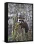 Captive Baby Raccoon in an Old Stump, Bozeman, Montana, USA-James Hager-Framed Stretched Canvas