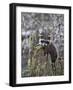 Captive Baby Raccoon in an Old Stump, Bozeman, Montana, USA-James Hager-Framed Photographic Print