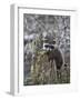 Captive Baby Raccoon in an Old Stump, Bozeman, Montana, USA-James Hager-Framed Photographic Print