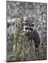 Captive Baby Raccoon in an Old Stump, Bozeman, Montana, USA-James Hager-Mounted Photographic Print