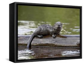 Captive Baby River Otter, Sandstone, Minnesota, USA-James Hager-Framed Stretched Canvas