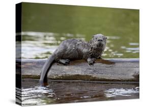 Captive Baby River Otter, Sandstone, Minnesota, USA-James Hager-Stretched Canvas