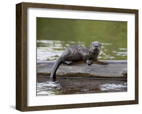 Captive Baby River Otter, Sandstone, Minnesota, USA-James Hager-Framed Photographic Print