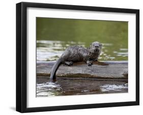 Captive Baby River Otter, Sandstone, Minnesota, USA-James Hager-Framed Photographic Print