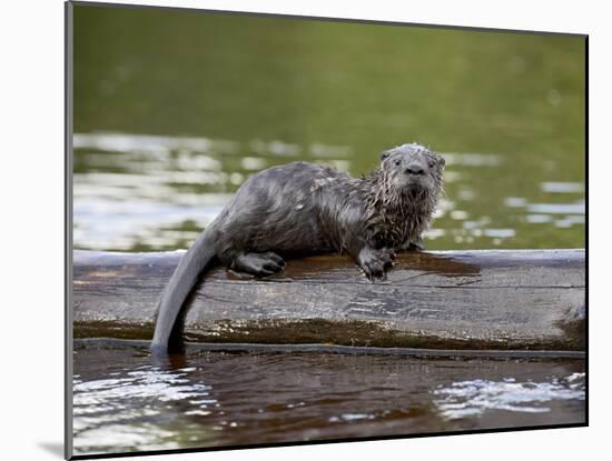 Captive Baby River Otter, Sandstone, Minnesota, USA-James Hager-Mounted Photographic Print