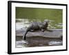 Captive Baby River Otter, Sandstone, Minnesota, USA-James Hager-Framed Photographic Print