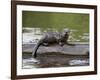 Captive Baby River Otter, Sandstone, Minnesota, USA-James Hager-Framed Photographic Print