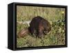 Captive Beaver (Castor Canadensis), Minnesota Wildlife Connection, Sandstone, Minnesota, USA-James Hager-Framed Stretched Canvas