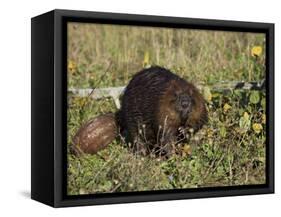 Captive Beaver (Castor Canadensis), Minnesota Wildlife Connection, Sandstone, Minnesota, USA-James Hager-Framed Stretched Canvas