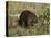 Captive Beaver (Castor Canadensis), Minnesota Wildlife Connection, Sandstone, Minnesota, USA-James Hager-Stretched Canvas