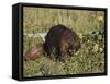 Captive Beaver (Castor Canadensis), Minnesota Wildlife Connection, Sandstone, Minnesota, USA-James Hager-Framed Stretched Canvas
