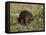 Captive Beaver (Castor Canadensis), Minnesota Wildlife Connection, Sandstone, Minnesota, USA-James Hager-Framed Stretched Canvas