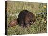 Captive Beaver (Castor Canadensis), Minnesota Wildlife Connection, Sandstone, Minnesota, USA-James Hager-Stretched Canvas