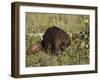Captive Beaver (Castor Canadensis), Minnesota Wildlife Connection, Sandstone, Minnesota, USA-James Hager-Framed Premium Photographic Print