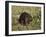 Captive Beaver (Castor Canadensis), Minnesota Wildlife Connection, Sandstone, Minnesota, USA-James Hager-Framed Premium Photographic Print