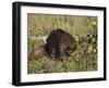 Captive Beaver (Castor Canadensis), Minnesota Wildlife Connection, Sandstone, Minnesota, USA-James Hager-Framed Premium Photographic Print