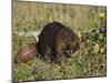 Captive Beaver (Castor Canadensis), Minnesota Wildlife Connection, Sandstone, Minnesota, USA-James Hager-Mounted Premium Photographic Print