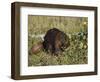 Captive Beaver (Castor Canadensis), Minnesota Wildlife Connection, Sandstone, Minnesota, USA-James Hager-Framed Photographic Print