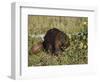 Captive Beaver (Castor Canadensis), Minnesota Wildlife Connection, Sandstone, Minnesota, USA-James Hager-Framed Photographic Print