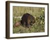 Captive Beaver (Castor Canadensis), Minnesota Wildlife Connection, Sandstone, Minnesota, USA-James Hager-Framed Photographic Print