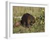 Captive Beaver (Castor Canadensis), Minnesota Wildlife Connection, Sandstone, Minnesota, USA-James Hager-Framed Photographic Print