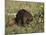 Captive Beaver (Castor Canadensis), Minnesota Wildlife Connection, Sandstone, Minnesota, USA-James Hager-Mounted Photographic Print