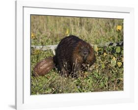 Captive Beaver (Castor Canadensis), Minnesota Wildlife Connection, Sandstone, Minnesota, USA-James Hager-Framed Photographic Print