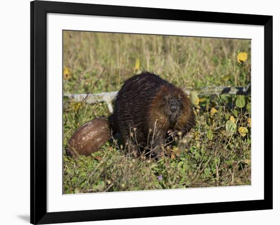 Captive Beaver (Castor Canadensis), Minnesota Wildlife Connection, Sandstone, Minnesota, USA-James Hager-Framed Photographic Print